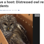 Mill Residents Rescue Distressed Owl